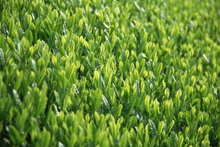 秋季：茶叶的丰收季节