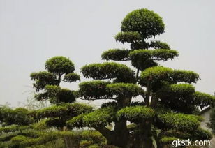 误区四：忽视伤口处理