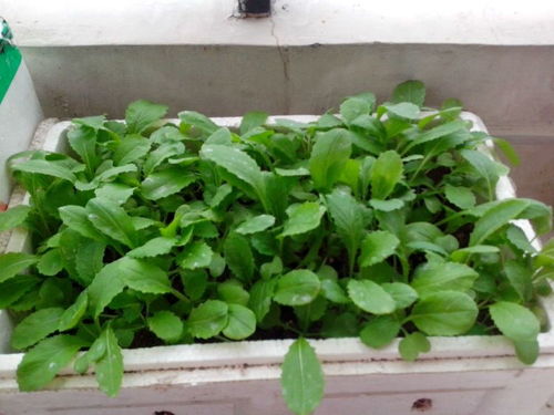 香菜：清新空气的小清新