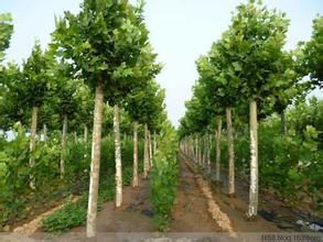 苗木行业大洗牌：盲目跟风者的淘汰