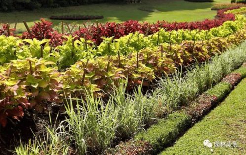 常见地被植物大揭秘