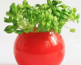 家庭养花必备！植物大全名字来了