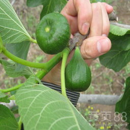 无花果树苗如何栽培才能旺风水，需要注意哪些细节