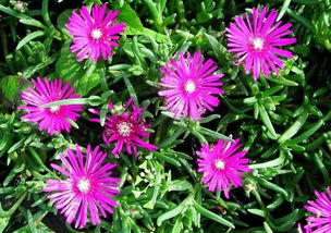 美女樱：阳光下的舞者