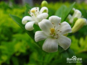 夜来香：夜晚的驱蚊使者