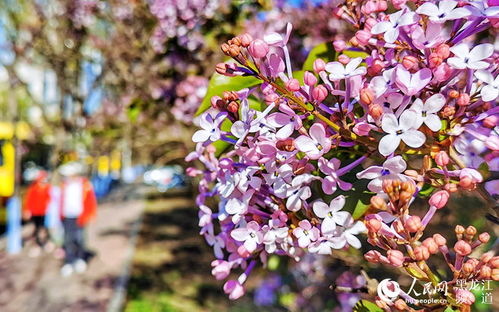 前言：认识鸢尾花