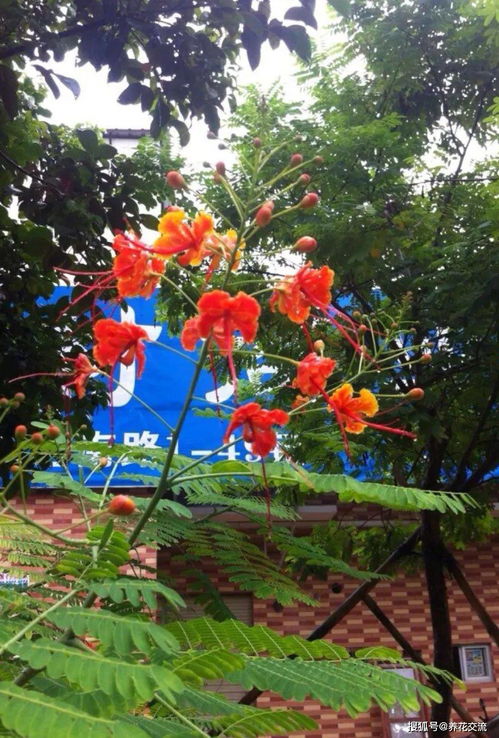 蓝风铃花，一种美丽的观赏植物