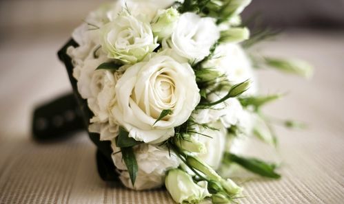 冰蓝玫瑰花语：神秘高贵，冰蓝养护秘籍，爆款花卉必备！