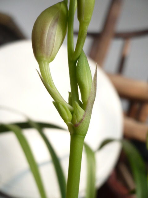 无花果“不找花”，为何独树一帜