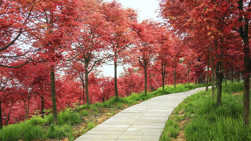 银杏树苗的种植与养护