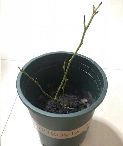 月季苗换盆后半个月不长反落叶，叶子掉落