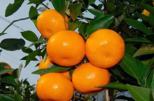 家庭种植与农药