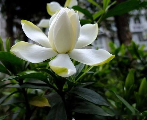 栀子叶黄了这可咋办呢？