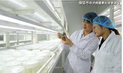植物组织培养：将植物器官或组织在无菌条件下培养
