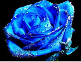 蓝色妖姬：神秘蓝玫瑰的传奇