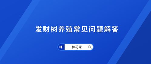 如何养护发财树？常见问题解答