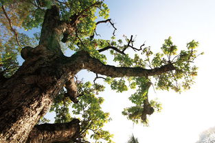 栾树家族探秘：五大品种大揭秘