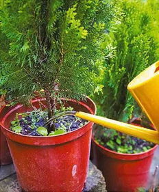 换盆的两种情况