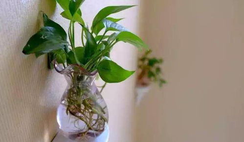 绿萝不长叶子，可嫩是肥料不够