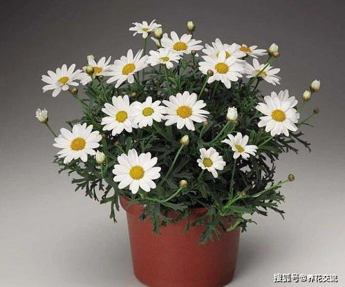 菊花的种植与养护