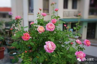 花如其名， 格特鲁德杰基尔月季Gertrude Jekyll