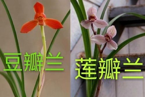 豆瓣兰与蕙兰的区别及识别技巧