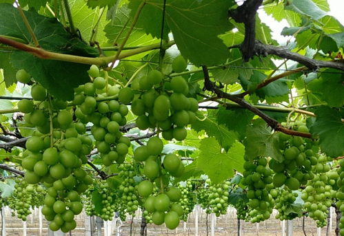 甲维盐：葡萄种植中的神秘力量