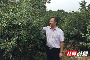 革新传统：油茶低产林高效改造技术揭秘