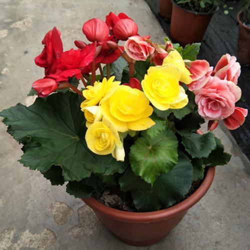 蟹爪兰与鸿运当头的春节花景