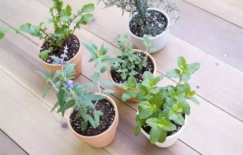 香草叶插的苗率， 那些影响它的因素