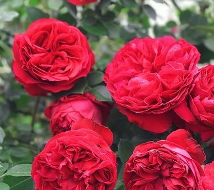 耐晒——艾格尼丝月季的坚强