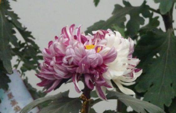 十月的花园，美得不像话！