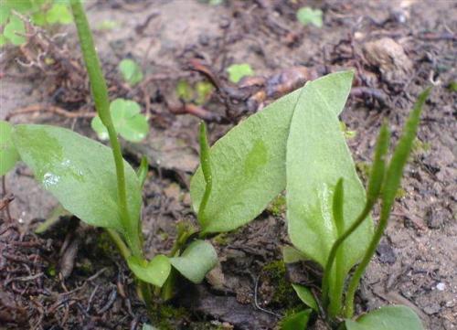 鼠曲草的识别与购买技巧