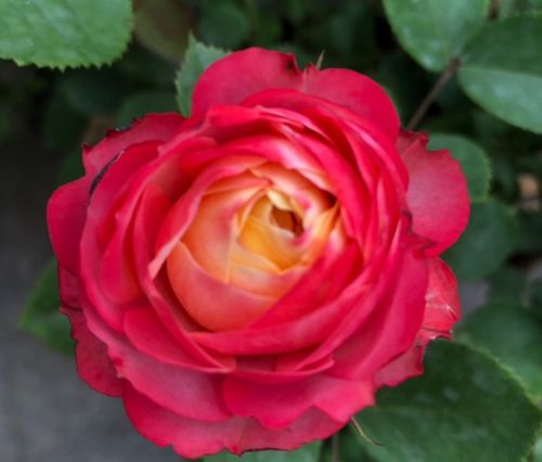 比克的花色彳艮丰富， 会渐变，春花比较红，秋花偏橙色，秋天中间黄色心要梗多，花的直径大概6厘米，花不大，胜在花多