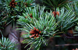 光照与水分的讲究