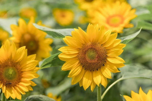 冷知识：太阳花要阴凉