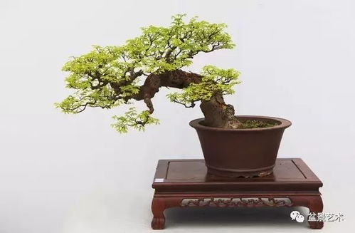 销售盆景的技巧