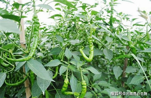 辣椒生长初期最适合使用哪种肥料以达到最佳生长效果