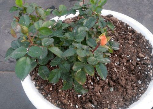 问题三：缺水少营养， 花儿愁了