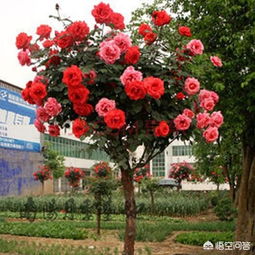 月季园四季灌溉方法和要点