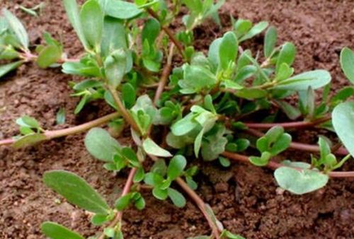 马齿苋白锈病的危害