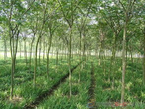 湖南苗木市场的特色