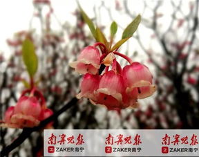 灯笼花“滴油”之谜，究竟有何奥秘