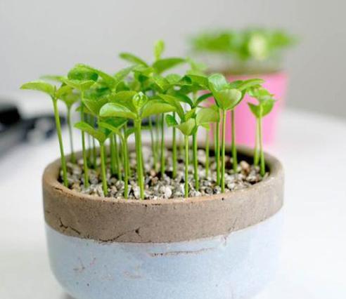 种子发芽， 期待中的第一步