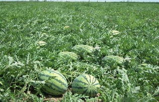 开花后来啊的时间