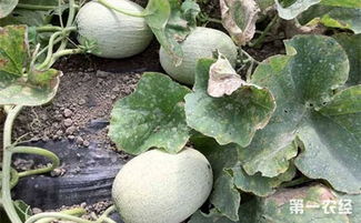 哈密瓜病害种种，种植者kan过来！
