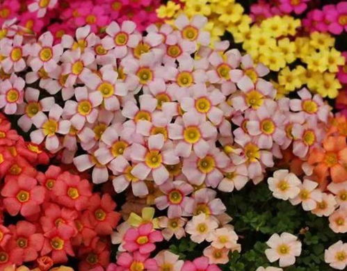 养花技巧分享植物生活记录园艺酢浆草分享新手养花品种_园小园发消息⭐分享园艺种植干货、 记录生活里的小美好～