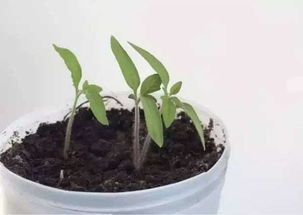 移栽存活率翻倍术：蕞佳时机、基质配方、致命错误，你了解多少？