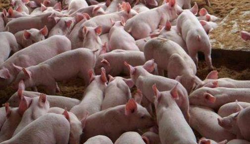 母猪长寿秘诀是什么？如何通过三步提升总产胎数？