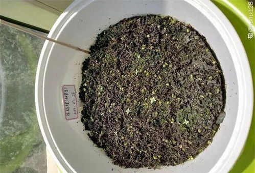 苗高10厘米时中耕除草,结合浇水每亩追施10公斤尿素促茎叶生长